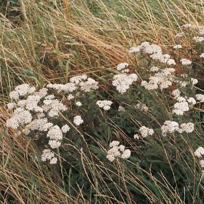 Picture of Yarrow (Achillea millefolium)